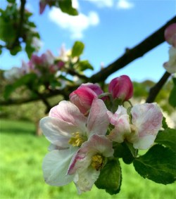 Apfelblüte