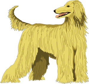 Hund Afghane in Hummer Blog