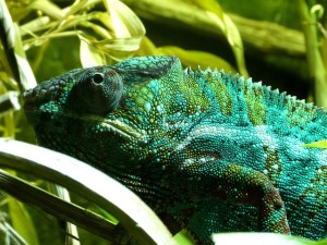chameleon-cyan-kunstlicht
