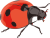 Marienkäfer Kunstlicht